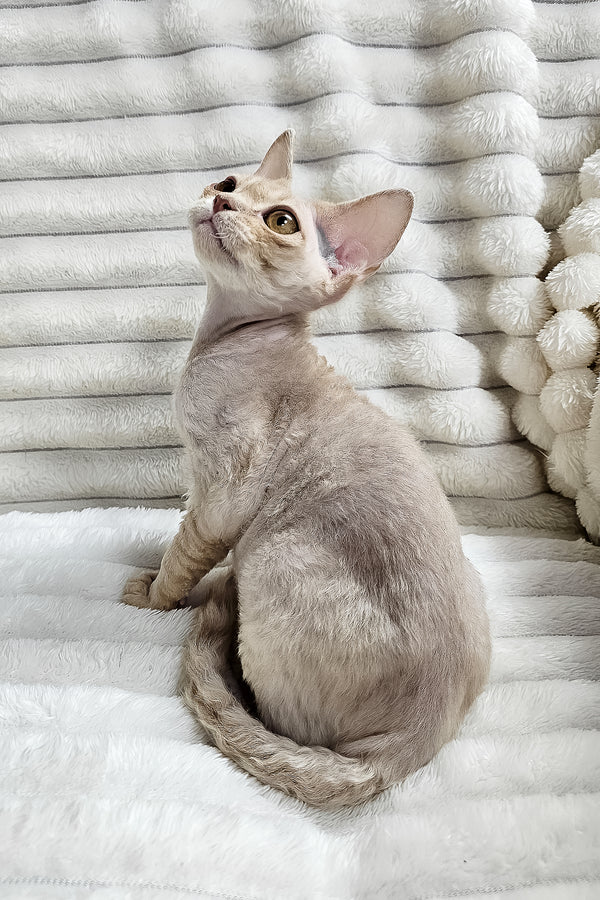Dorian | Devon Rex Kitten