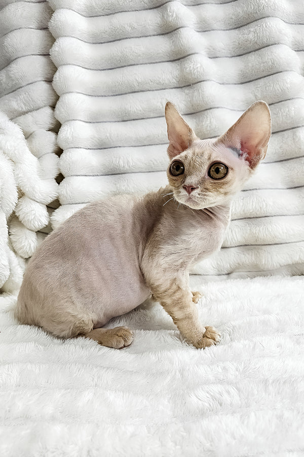 Dorian | Devon Rex Kitten