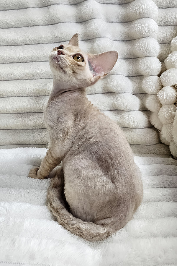 Dorian | Devon Rex Kitten