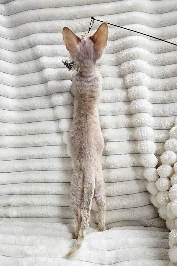 Dorian | Devon Rex Kitten
