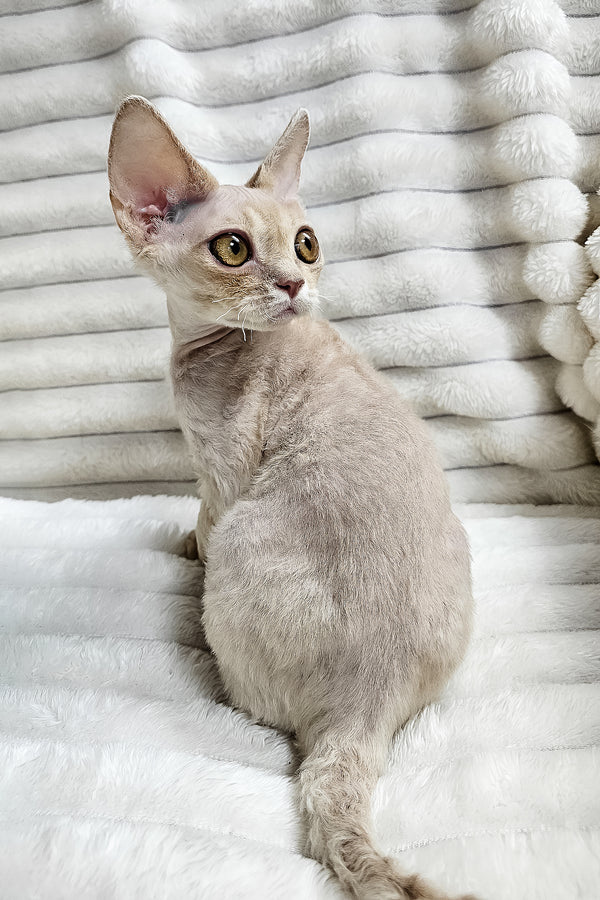 Dorian | Devon Rex Kitten
