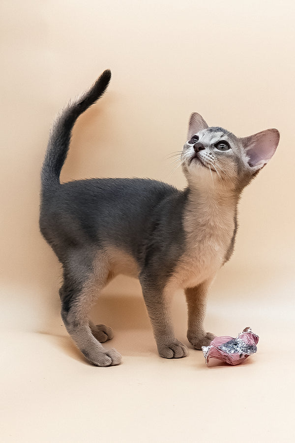 Eddy | Abyssinian Kitten