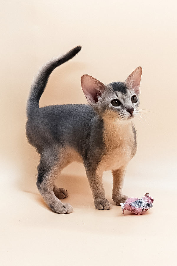 Eddy | Abyssinian Kitten