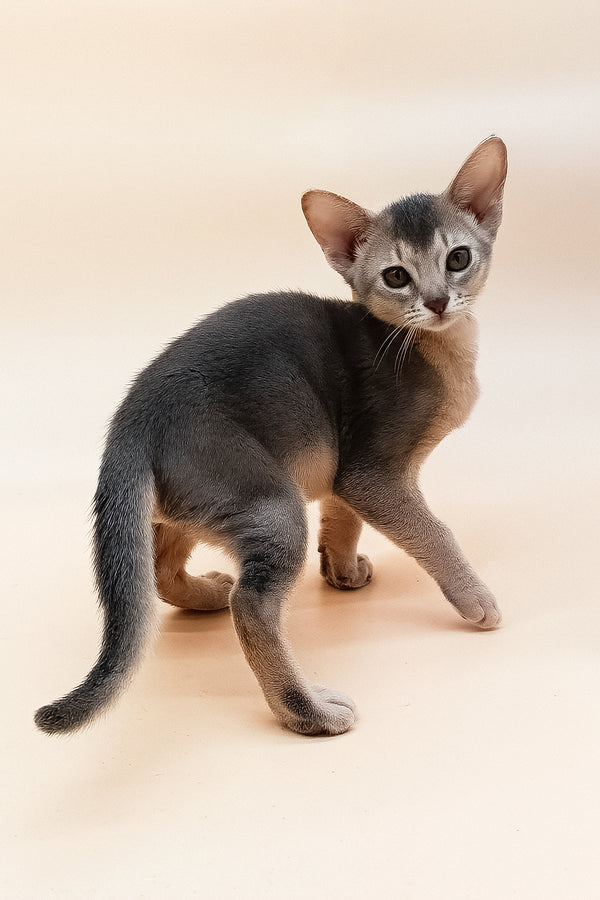 Eddy | Abyssinian Kitten