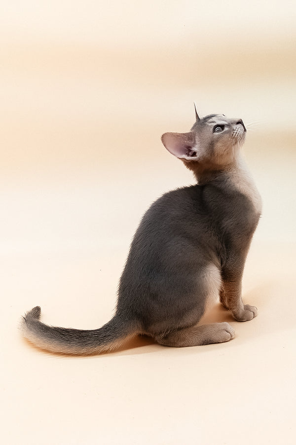 Eddy | Abyssinian Kitten