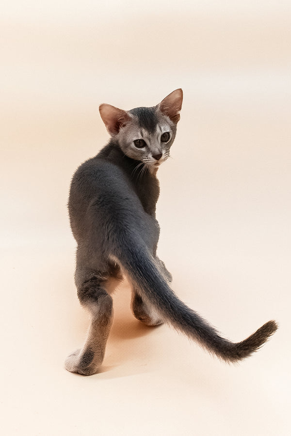 Eddy | Abyssinian Kitten