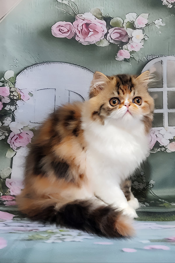 Faina | Persian Kitten