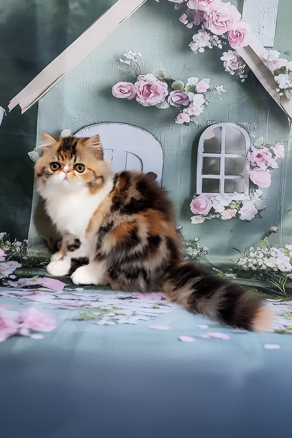 Faina | Persian Kitten