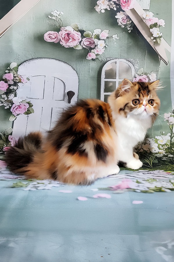 Faina | Persian Kitten