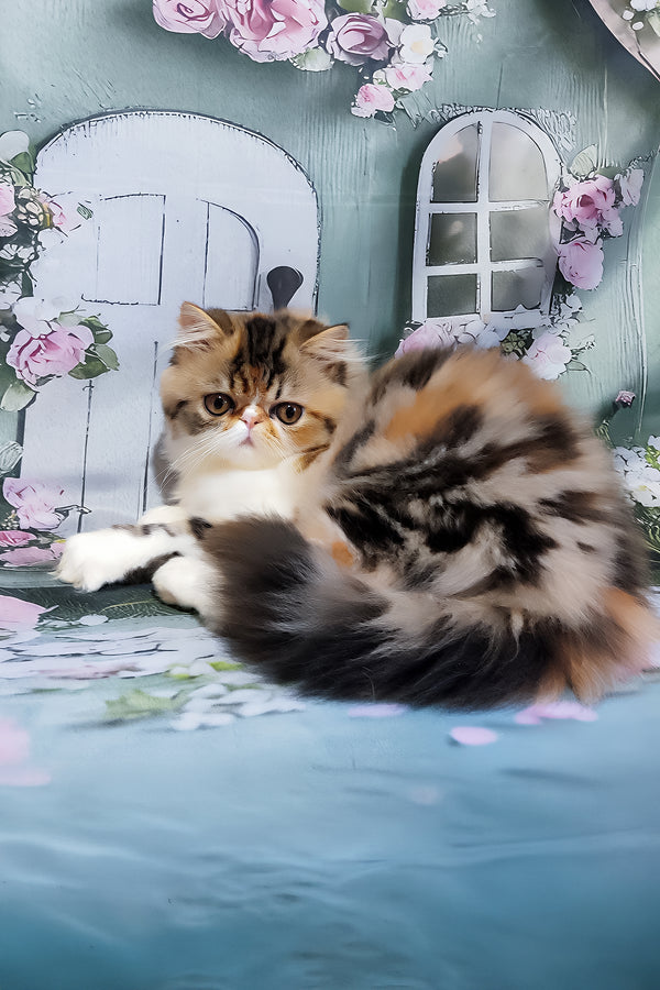 Faina | Persian Kitten