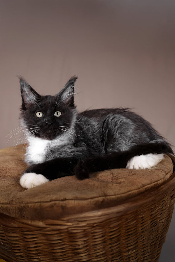 Fanta | Polydactyl Maine Coon Kitten