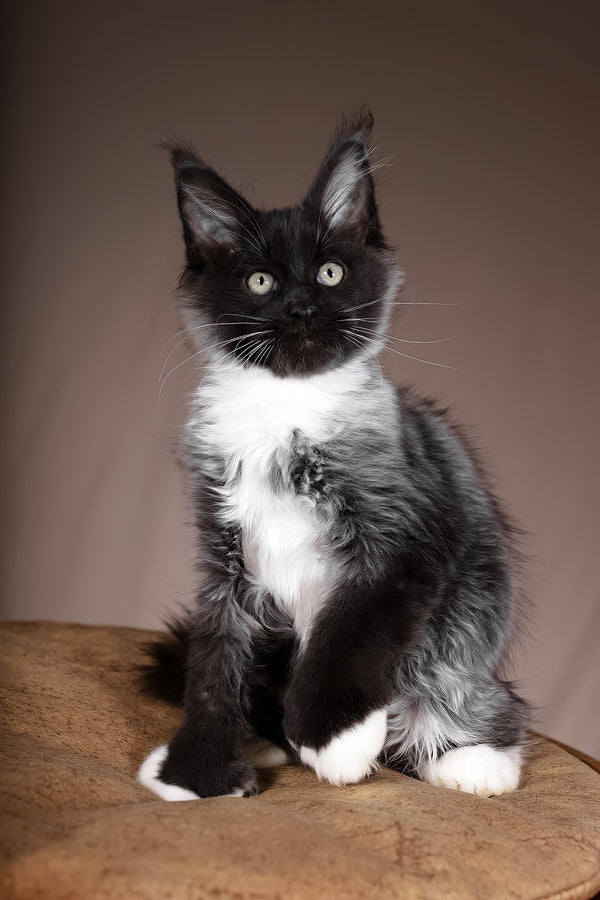 Fanta | Polydactyl Maine Coon Kitten