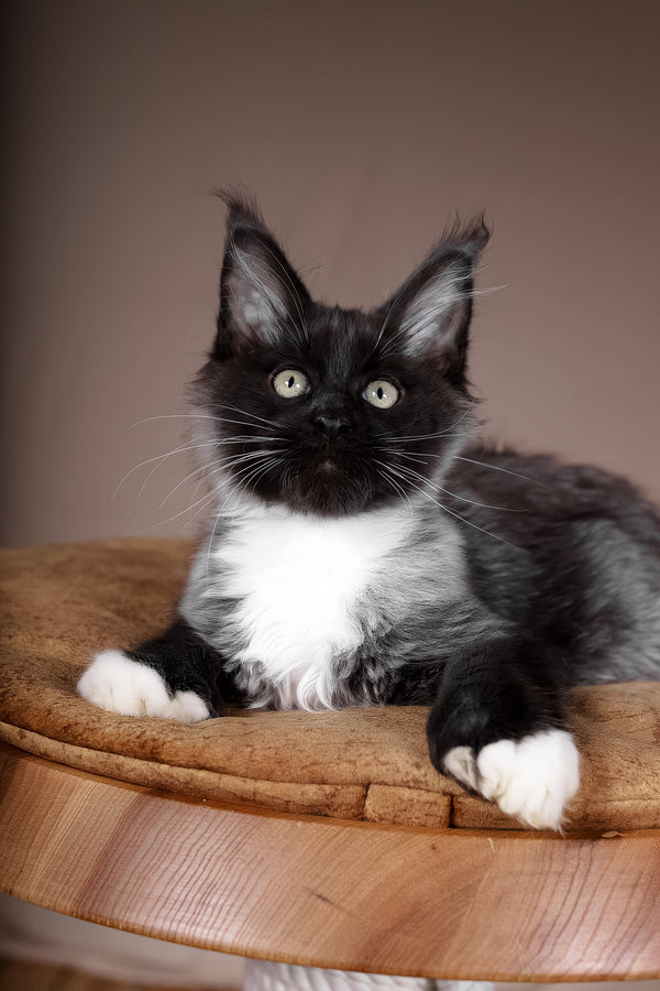 Fanta | Polydactyl Maine Coon Kitten