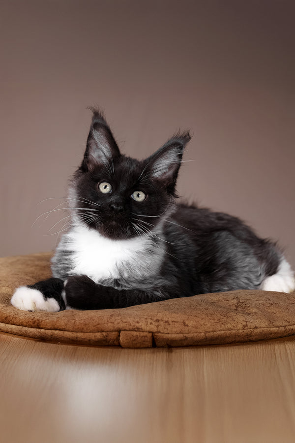 Fanta | Polydactyl Maine Coon Kitten