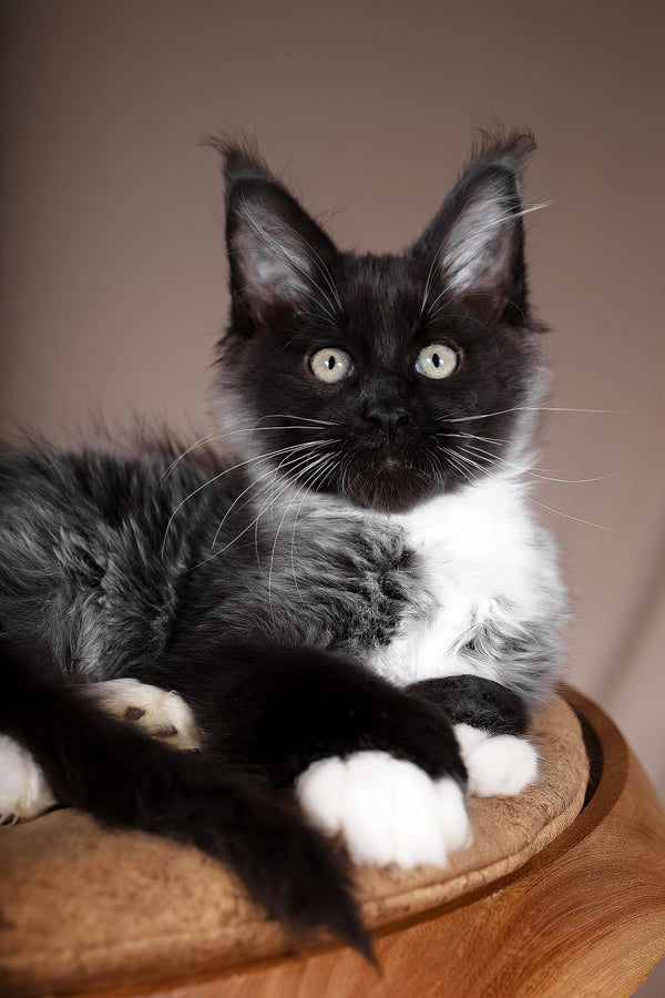 Fanta | Polydactyl Maine Coon Kitten