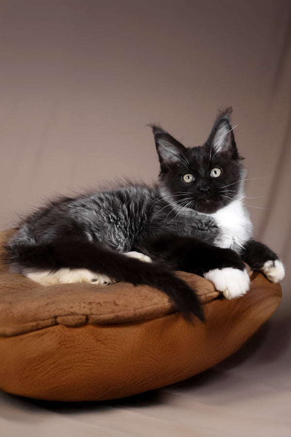 Fanta | Polydactyl Maine Coon Kitten