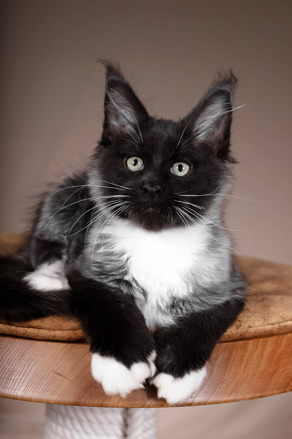 Fanta | Polydactyl Maine Coon Kitten