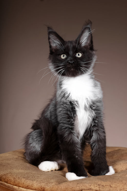 Fanta | Polydactyl Maine Coon Kitten
