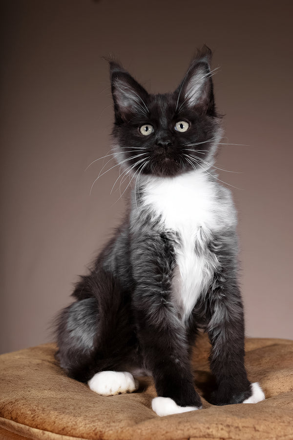 Fanta | Polydactyl Maine Coon Kitten
