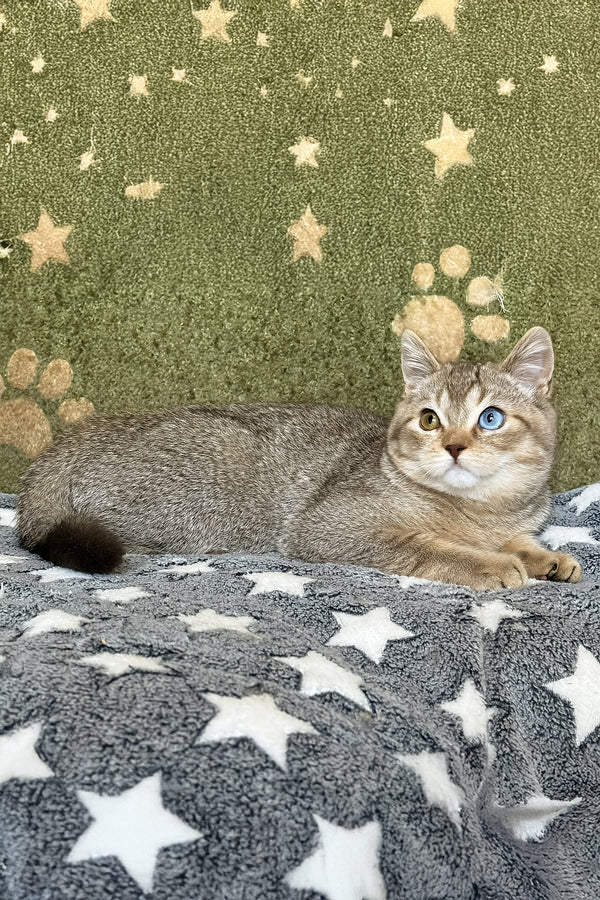 Lux | British Shorthair Kitten