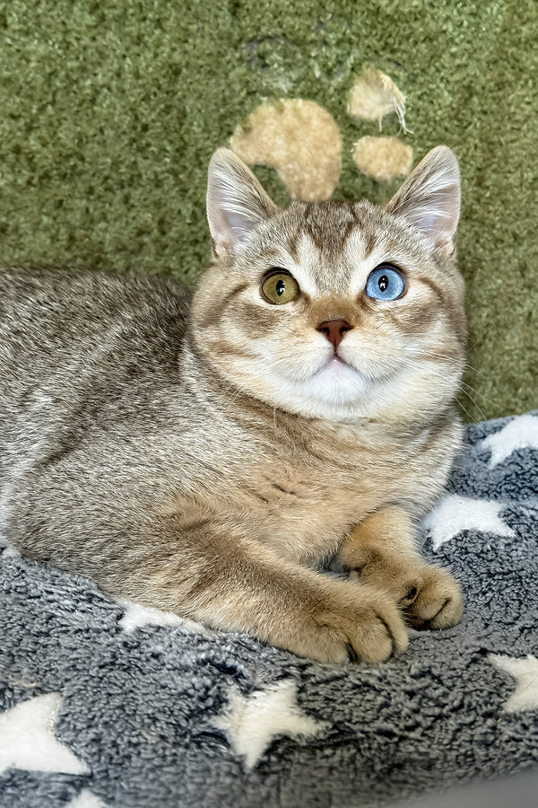 Lux | British Shorthair Kitten