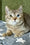 Lux | British Shorthair Kitten