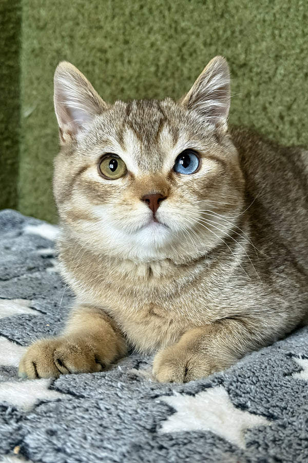 Lux | British Shorthair Kitten