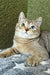 Lux | British Shorthair Kitten