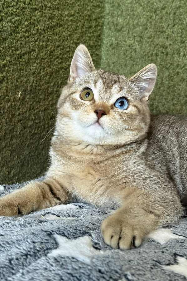 Lux | British Shorthair Kitten