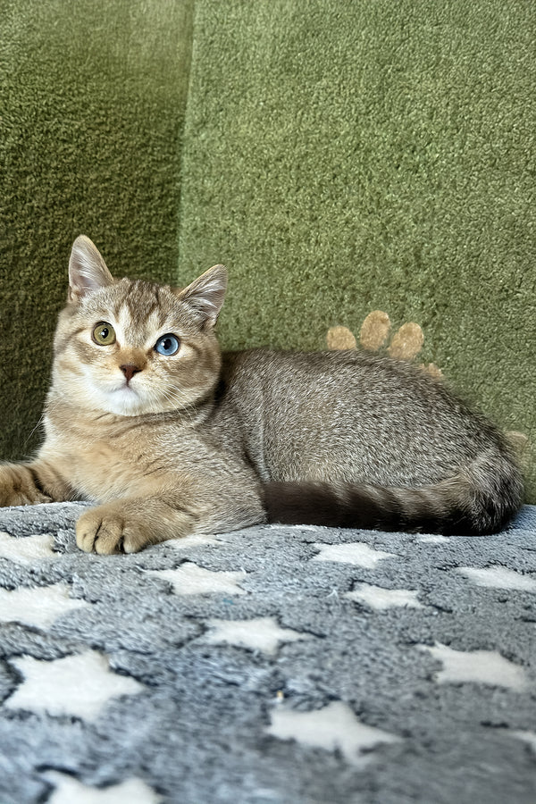 Lux | British Shorthair Kitten