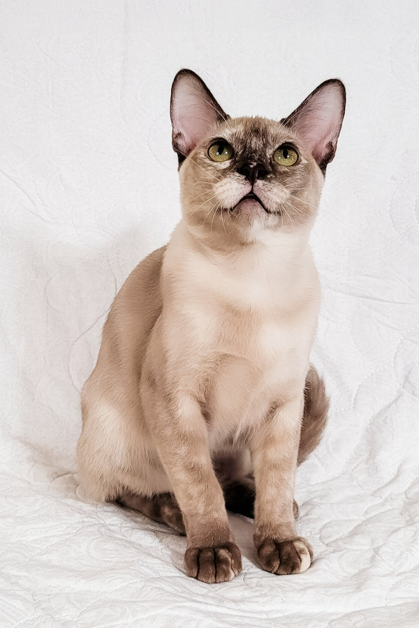 Nadine | Burmese Kitten