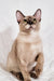 Nadine | Burmese Kitten