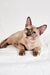 Nadine | Burmese Kitten