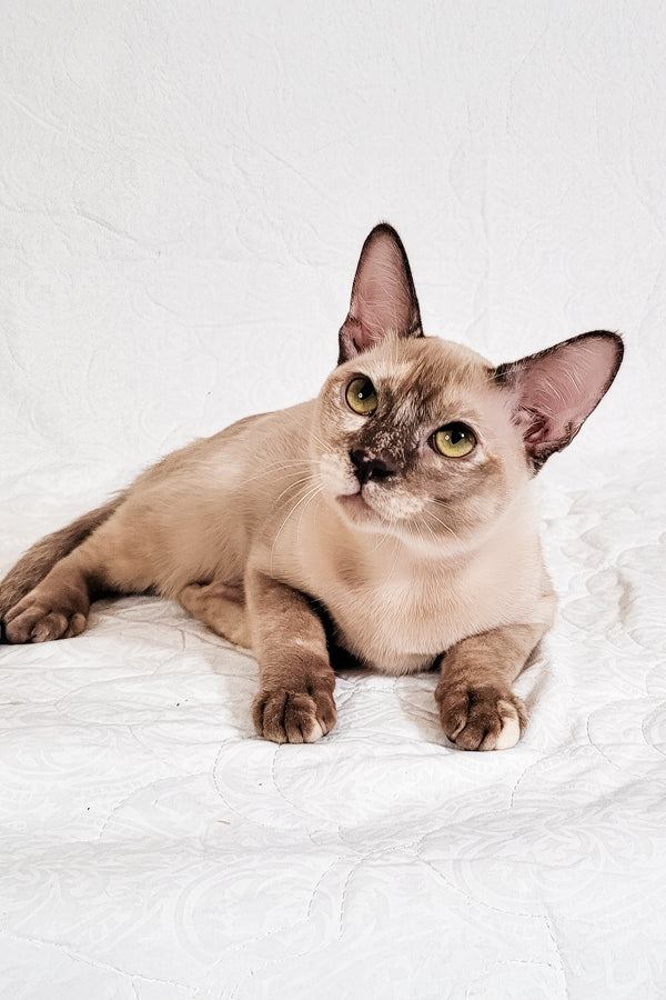 Nadine | Burmese Kitten