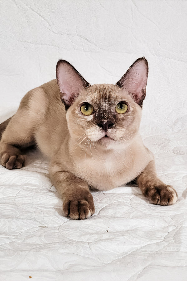 Nadine | Burmese Kitten