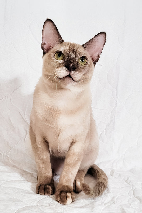 Nadine | Burmese Kitten