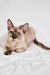 Nadine | Burmese Kitten