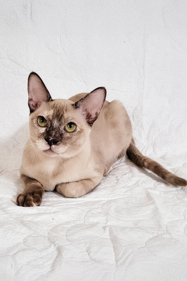 Nadine | Burmese Kitten