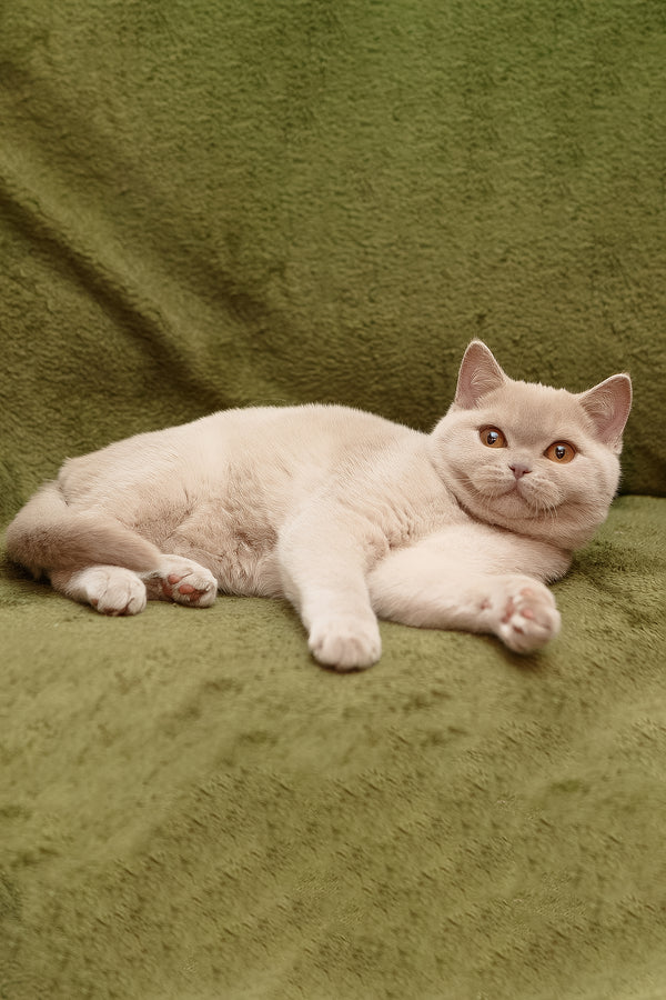 Pascal | British Shorthair Kitten