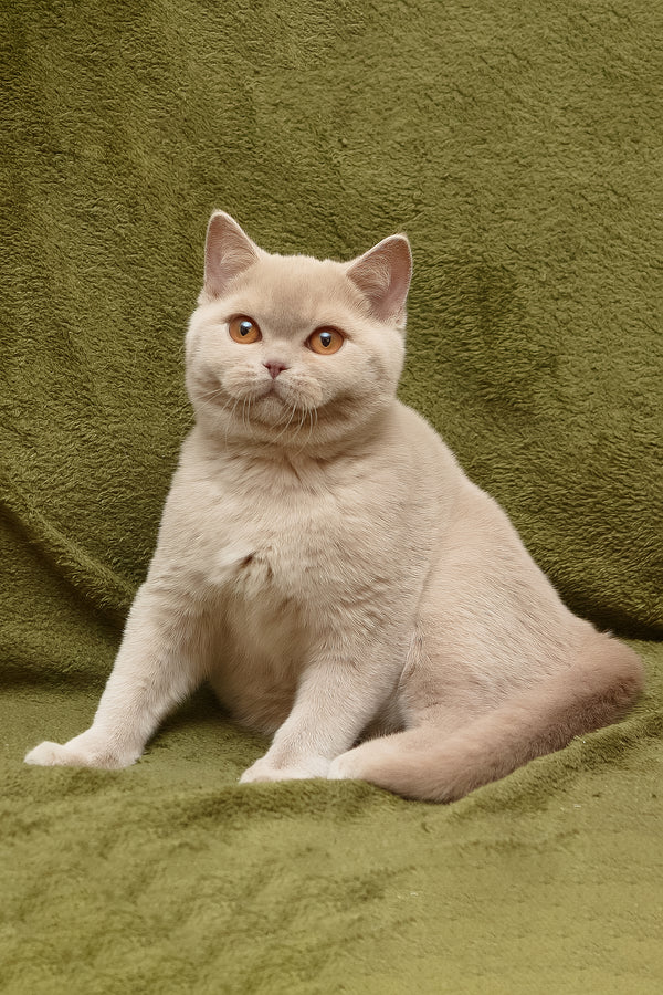 Pascal | British Shorthair Kitten