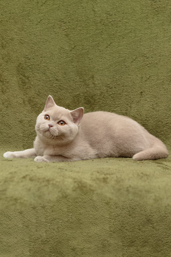 Pascal | British Shorthair Kitten
