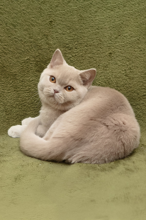 Pascal | British Shorthair Kitten