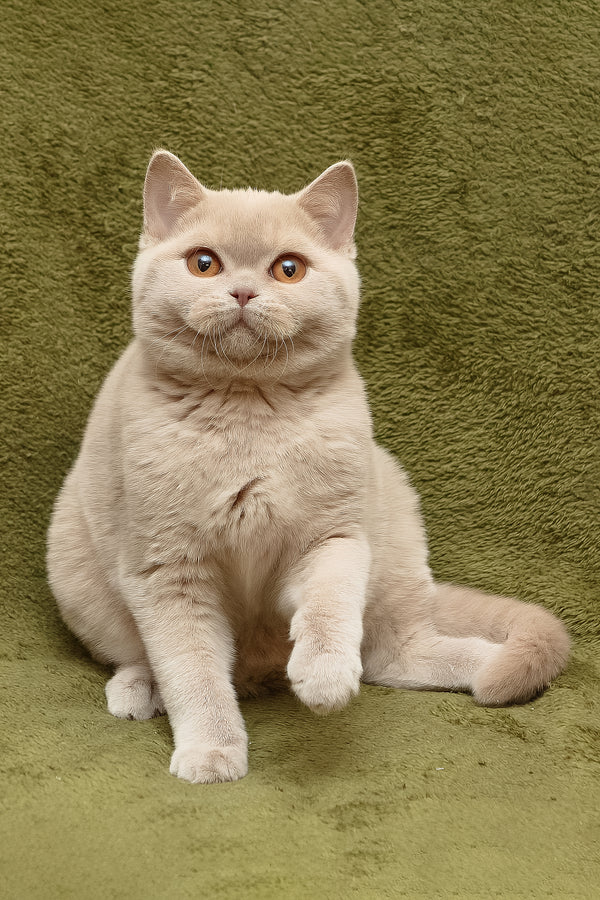 Pascal | British Shorthair Kitten