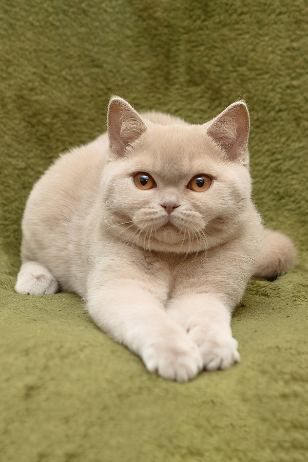 Pascal | British Shorthair Kitten