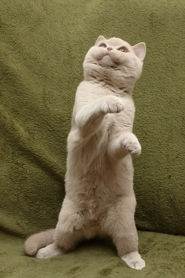 Pascal | British Shorthair Kitten