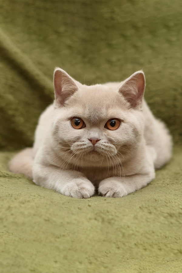 Pascal | British Shorthair Kitten