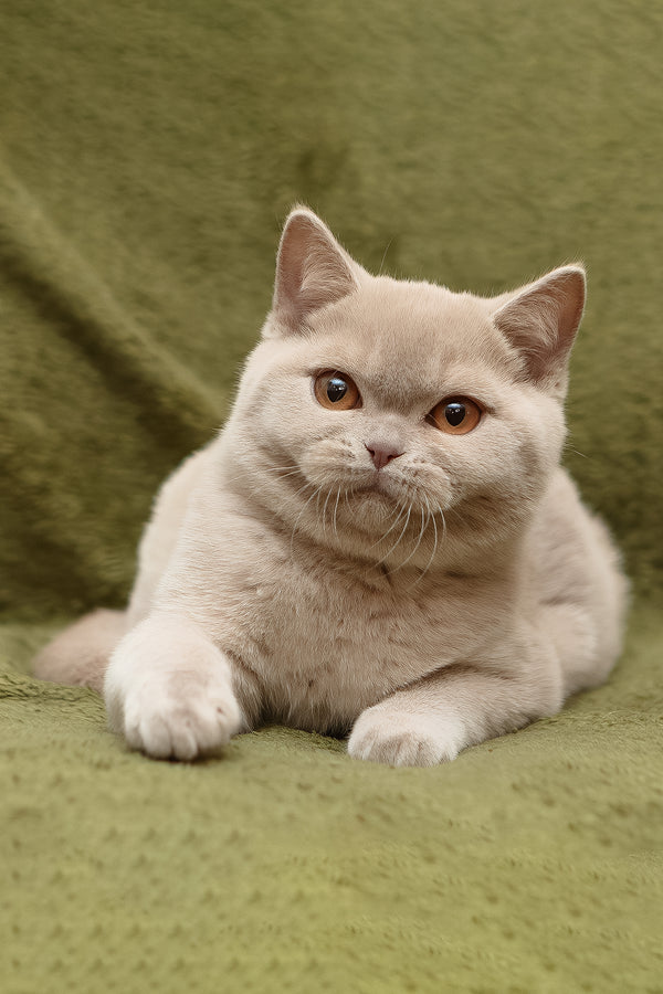 Pascal | British Shorthair Kitten