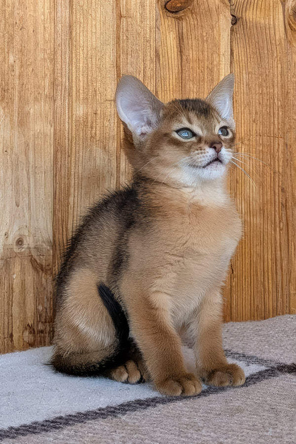 Edwina | Abyssinian Kitten