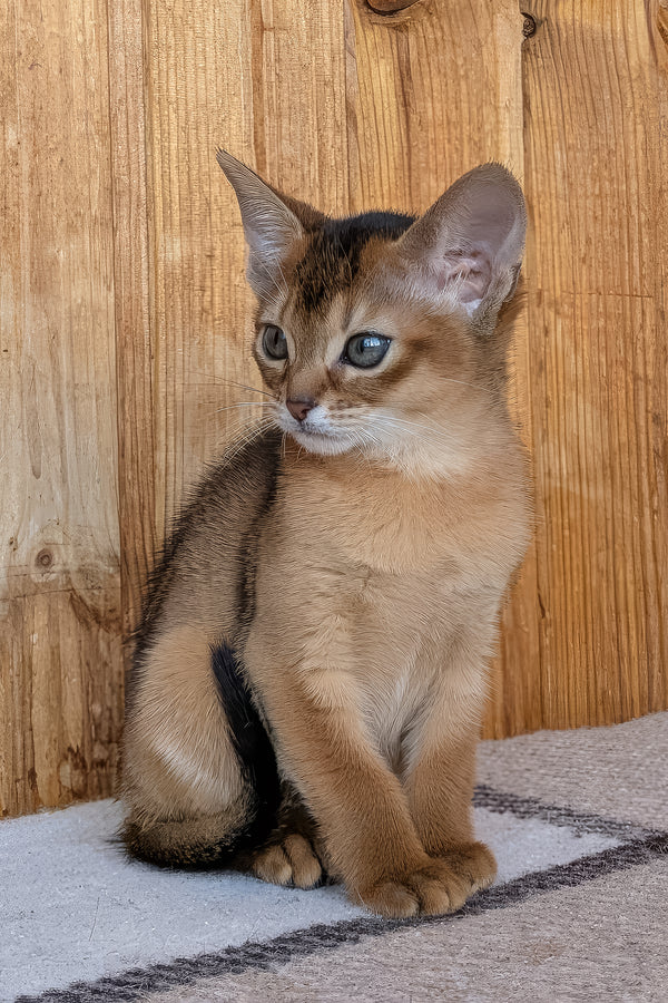 Edwina | Abyssinian Kitten