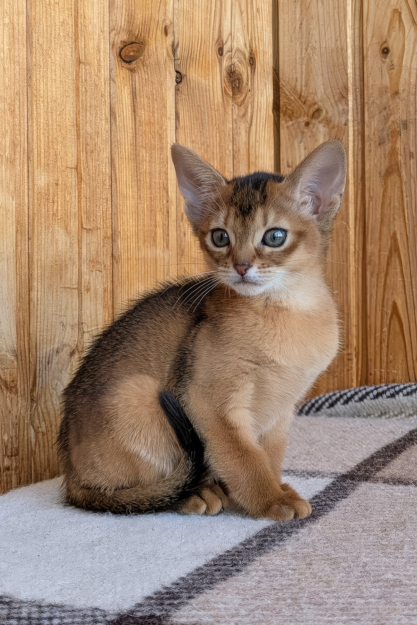 Edwina | Abyssinian Kitten